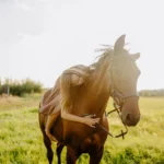 Sesja zdjęciowa na której kobieta w brązowej sukience przytulająca brązowego konia na zielonej łące o zachodzie słońca